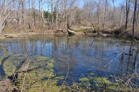 Quarry Pond. Taken in 2021.